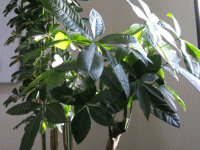 愛知西尾カイロのこだわり、【観葉植物】